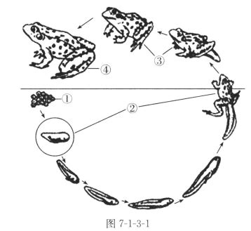 看到青蛙代表什么